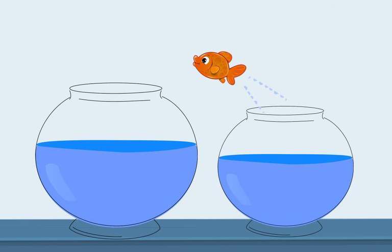 Fish jump